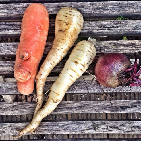 root vegetables
