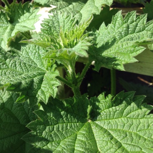nettles