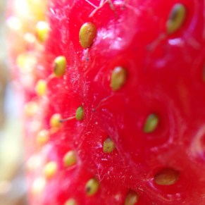 macro strawberry